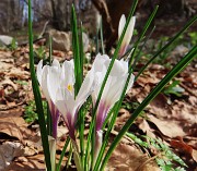 13 Crocus vernus (Zafferano maggiore)